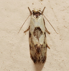 Euphiltra angustior