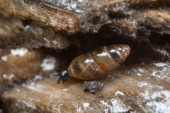Cochlicopidae