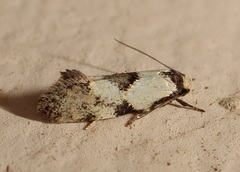 Euphiltra angustior