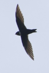 Streptoprocne zonaris