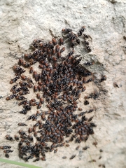 Cerastipsocus trifasciatus