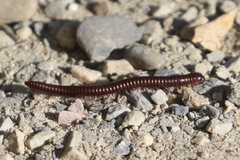 Parajulinae