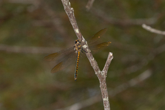 Hemicordulia australiae