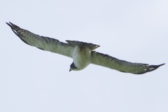 Buteo brachyurus