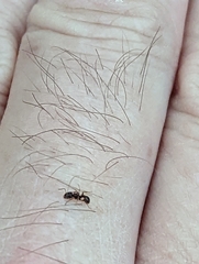 Tetramorium immigrans