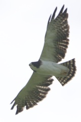 Buteo brachyurus