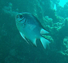 Amblyglyphidodon indicus