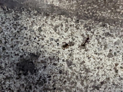 Tetramorium immigrans