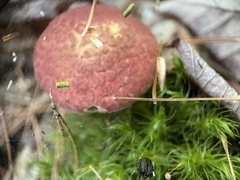 Suillus spraguei