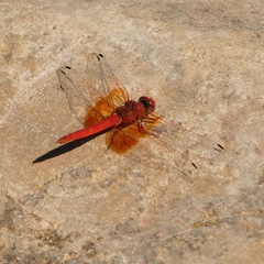 Trithemis kirbyi
