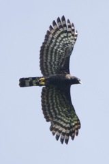 Spizaetus tyrannus