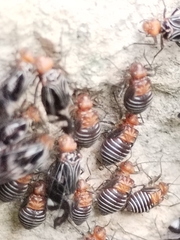 Cerastipsocus trifasciatus