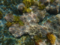 Corallina officinalis