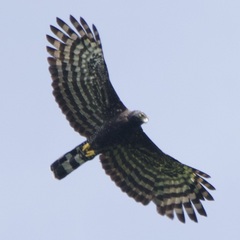 Spizaetus tyrannus