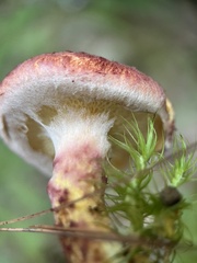 Suillus spraguei