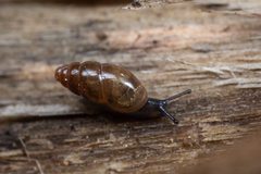 Cochlicopidae