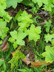 Hydrophyllum canadense