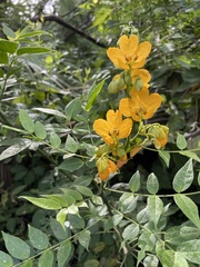 Senna occidentalis