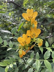 Senna occidentalis