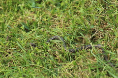 Coluber constrictor constrictor