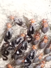 Cerastipsocus trifasciatus