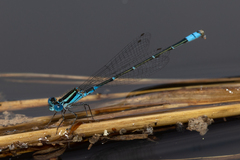 Austroagrion watsoni