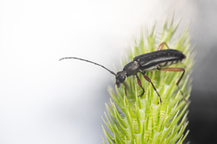 Grammoptera subargentata