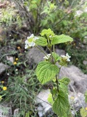 Lantana velutina