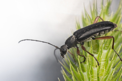 Grammoptera subargentata