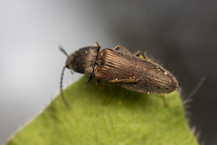 Elateridae