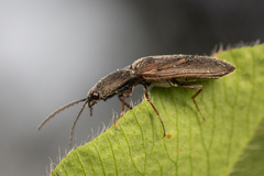 Elateridae