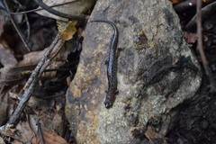 Desmognathus orestes