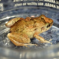 Eleutherodactylus planirostris