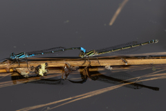 Austroagrion watsoni