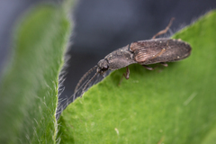 Elateridae
