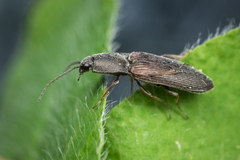 Elateridae