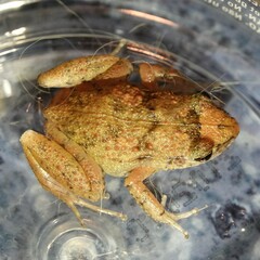 Eleutherodactylus planirostris