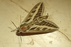 Hyles livornica