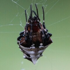 Verrucosa