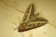 Hyles livornica