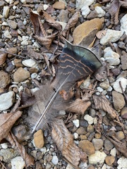 Meleagris gallopavo intermedia