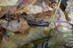 Plethodon cylindraceus