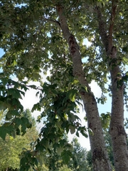 Acer floridanum