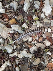 Meleagris gallopavo intermedia