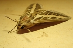 Hyles livornica