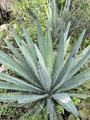 Agave angustifolia