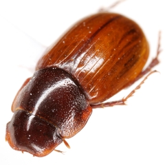 Cryptoscatomaseter umbricollis