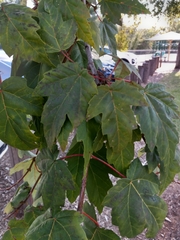 Acer floridanum