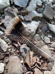Meleagris gallopavo intermedia
