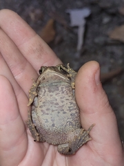 Anaxyrus americanus charlesmithi